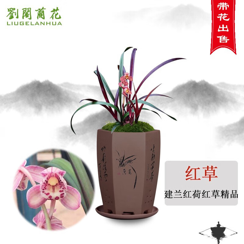 劉閣蘭花 兰花苗四季兰红荷红草精品 现带花苞室内外绿植兰草花卉盆栽 4苗