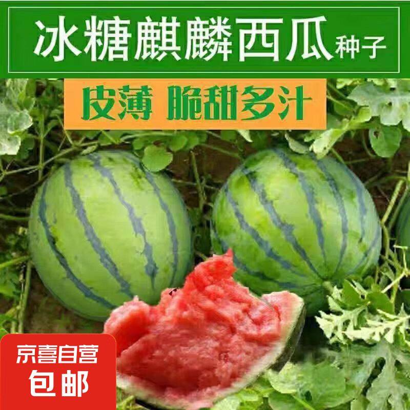 JX 京喜 冰糖麒麟西瓜种子1包约50粒 ￥0.01