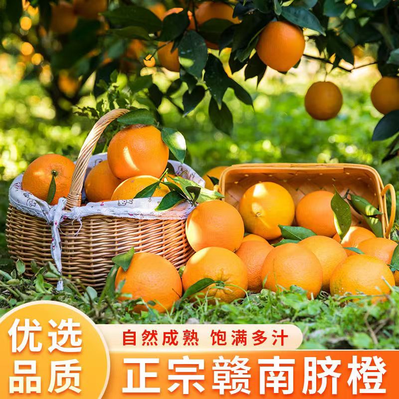 集南鲜 江西赣南脐橙 彩箱净9斤 220-330g 22.8元（需用券）