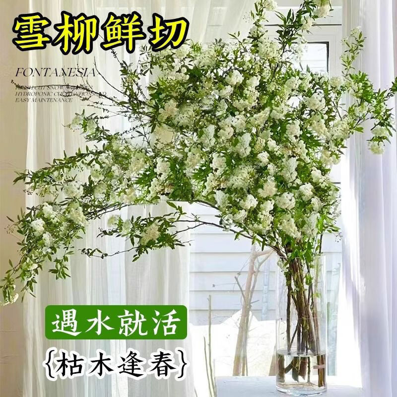 植美花卉 水培鲜枝雪柳 10枝 50cm　 10.88元（需用券）