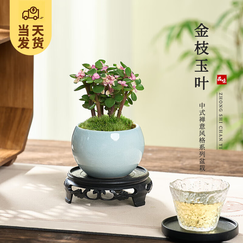 开时果 金枝玉叶盆栽 哥窑浅蓝盆+苔藓+底托 8.3元（需领券）