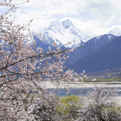 松赞桃花季 南迦巴瓦-巴松措-拉萨7天6晚双人私家游-雪山桃花 35400元/2人（