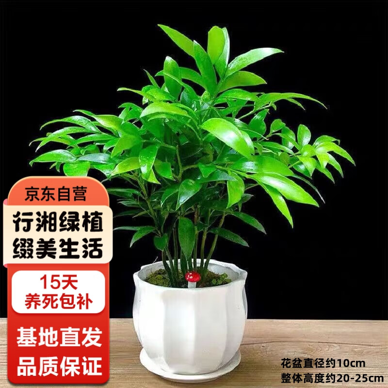 行湘 竹柏水培绿植盆栽植物驱蚊花卉常青 竹柏+白莲陶瓷盆 源头直发 25.67元