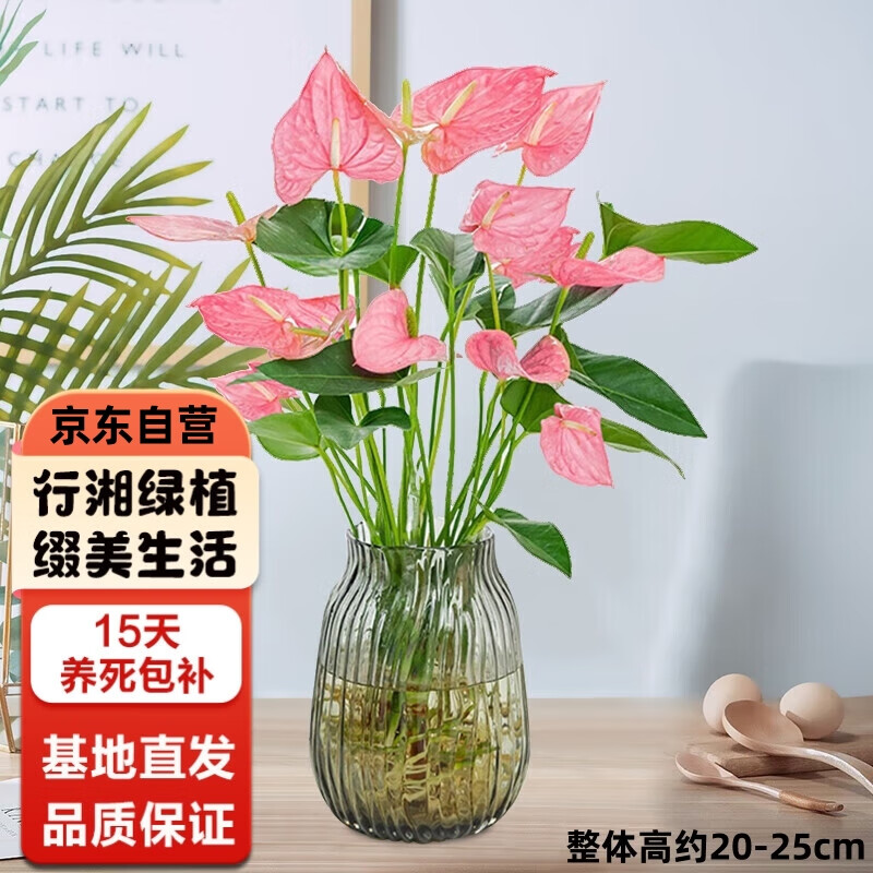 行湘 水培绿植粉掌盆栽花卉水养鲜花好养活 粉掌2株源头直发 26.5元（需买2