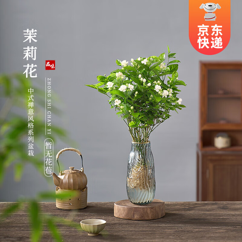 KaiShiguo Plants 开时果 水培植物盆栽水养花 1盆/5-8棵-单发植物 12.13元（需买3