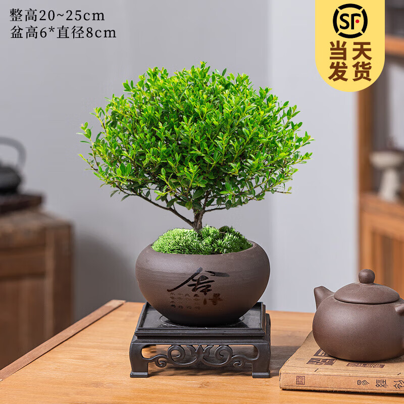 KaiShiguo Plants 开时果 小叶赤楠盆景摆件 舍得紫砂盆+苔藓+底座 7.9元（需用券