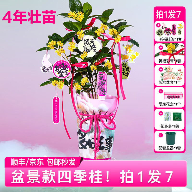 花点时间 四季桂花树 教师节礼物 桂花多旺事 盆景款-4年壮苗 49.9元（需用