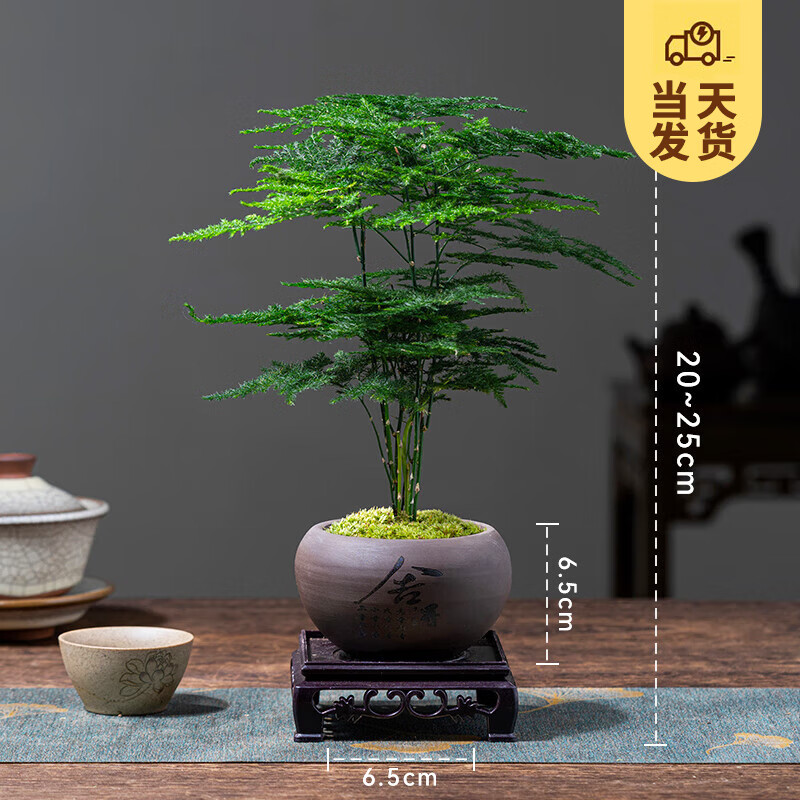 KaiShiguo Plants 开时果 文竹盆景 舍得紫砂盆+苔藓+方形底座 6.9元（需用券）