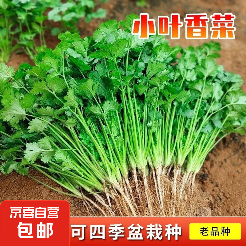 JX 京喜 调料菜种子四季易种耐热阳台盆栽蔬菜种子南北通种 小叶香菜种子1