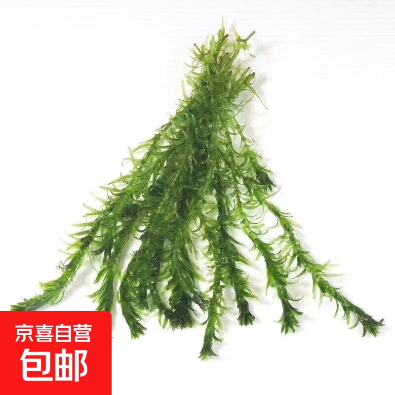 蜈蚣草 水培阴性水草 6颗 懒人鱼缸造景 净化水质生态 1.6元
