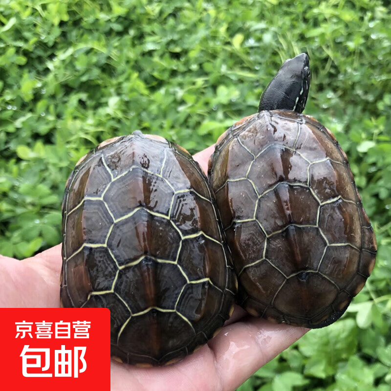 中华草龟小乌龟苗 2-3厘米 单身龟1只 1.09元
