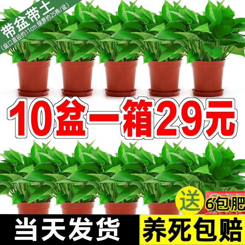 樱霞 绿萝盆栽室内植物绿植水培长藤垂吊大叶绿箩阳台家 21.34元