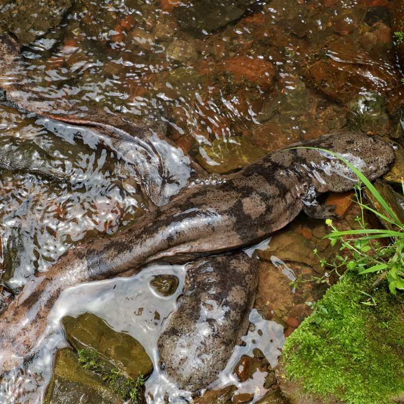野生娃娃鱼,又名大鲵,属于隐鳃鲵科,是一种肉食性两栖类动物,以鱼类