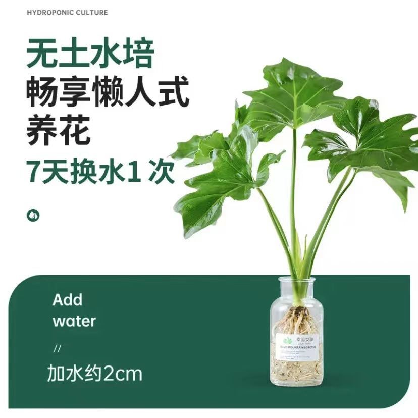 晒物 春雨绿植 4.8元（需用券）