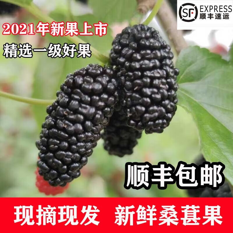 傻鲜森 新鲜桑葚果顺丰冷链 净重5斤装 59.6元（需用券）