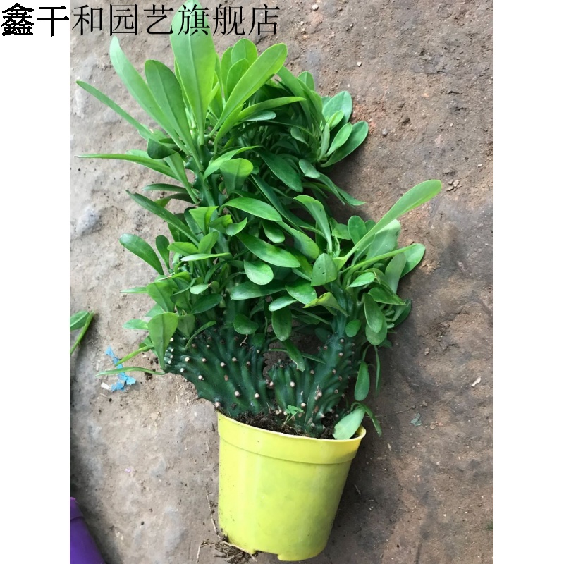 xinganhe 鑫干和 仙人掌盆栽植物 玉麒麟 麒麟掌 吸收 多肉植物 麒麟掌中苗18-2