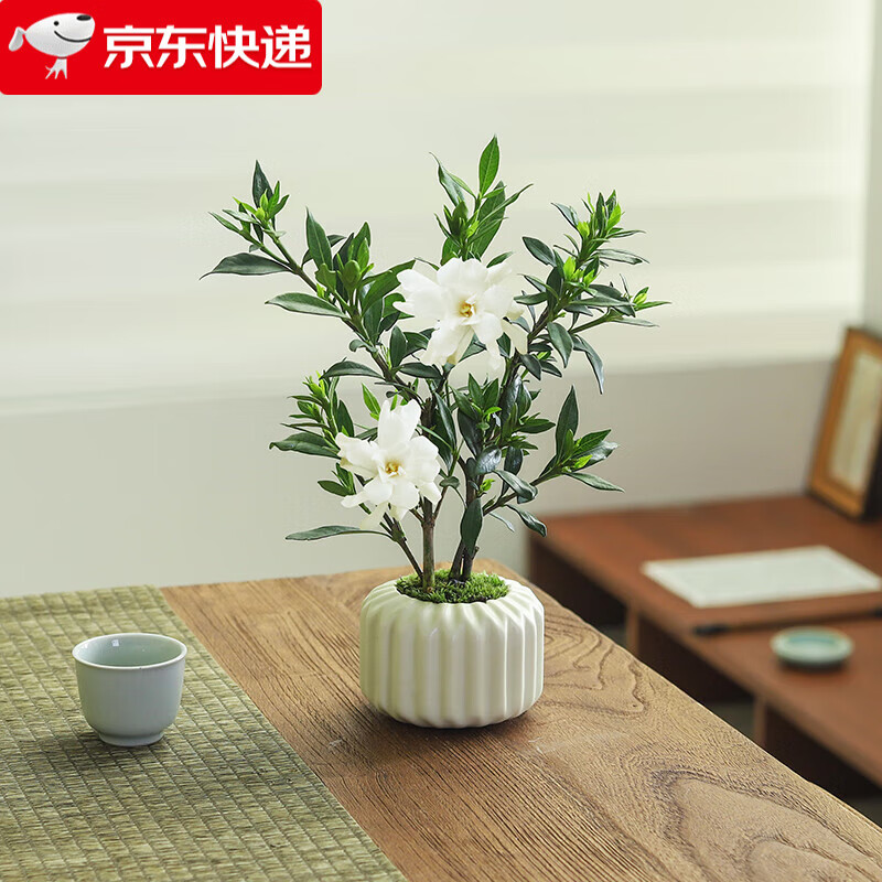 移动端：八芽 鲜花绿植 优惠商品 6.8元（需用券）