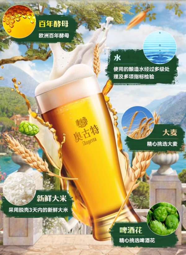 TSINGTAO 青岛啤酒 经典奥古特 百年酵母 330ml*24听