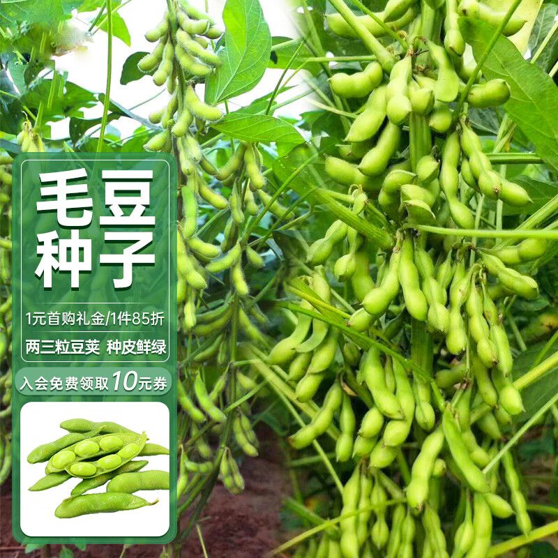 种菜记 毛豆种子青食毛豆 0.01元