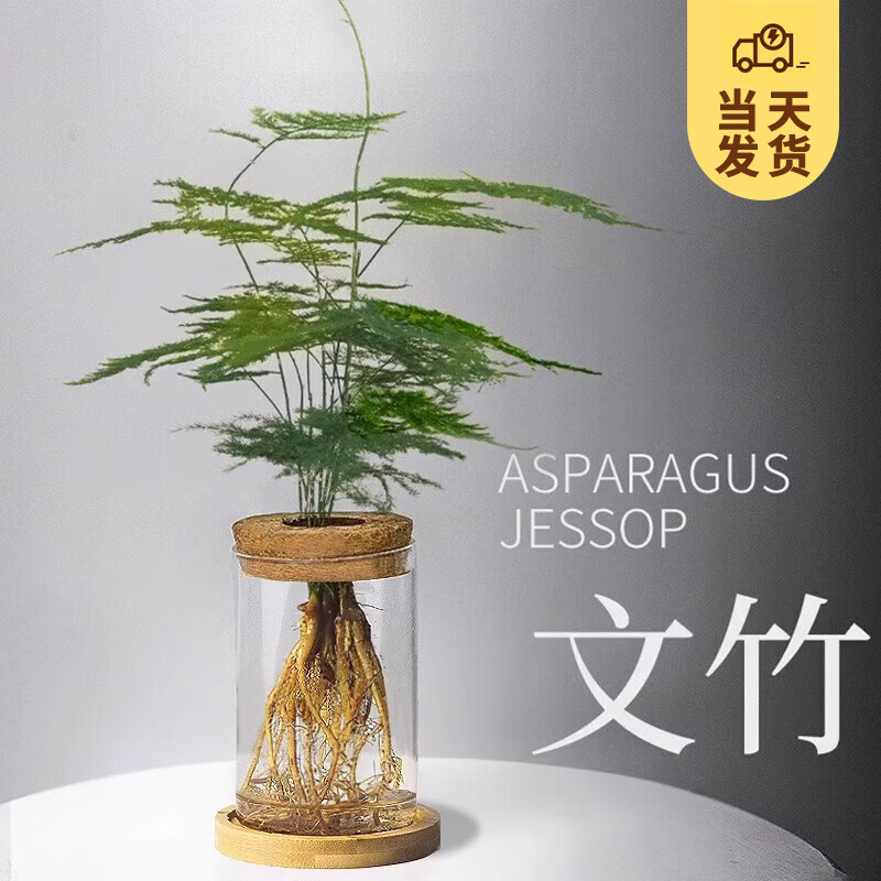 移动端、京东百亿补贴：KaiShiguo Plants 开时果 水培植物办公室内桌面盆栽 水