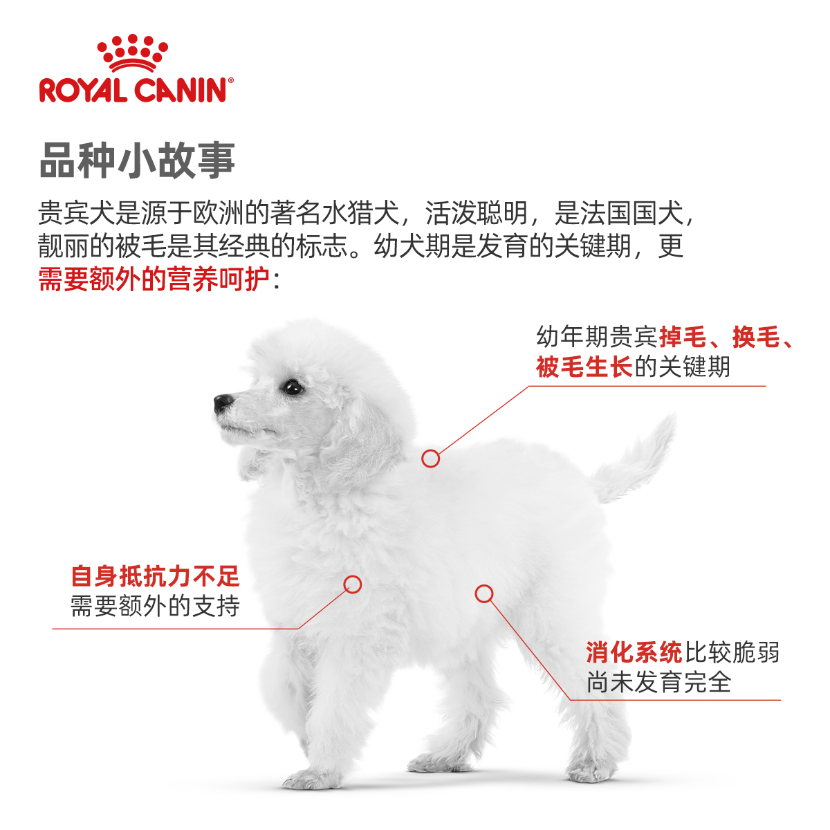 ROYAL CANIN 皇家 APD33贵宾幼犬狗粮 33.95元