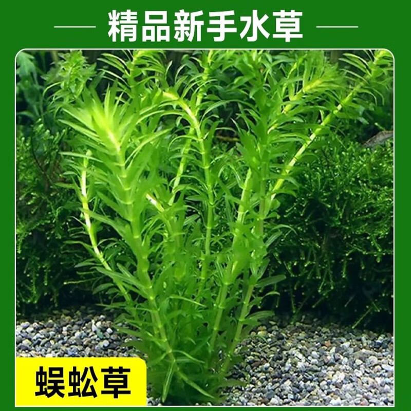 逸乐宠 水榕沉木水草植物鱼缸造景沉木带水草溶定植大水榕幽灵辣椒榕阴性