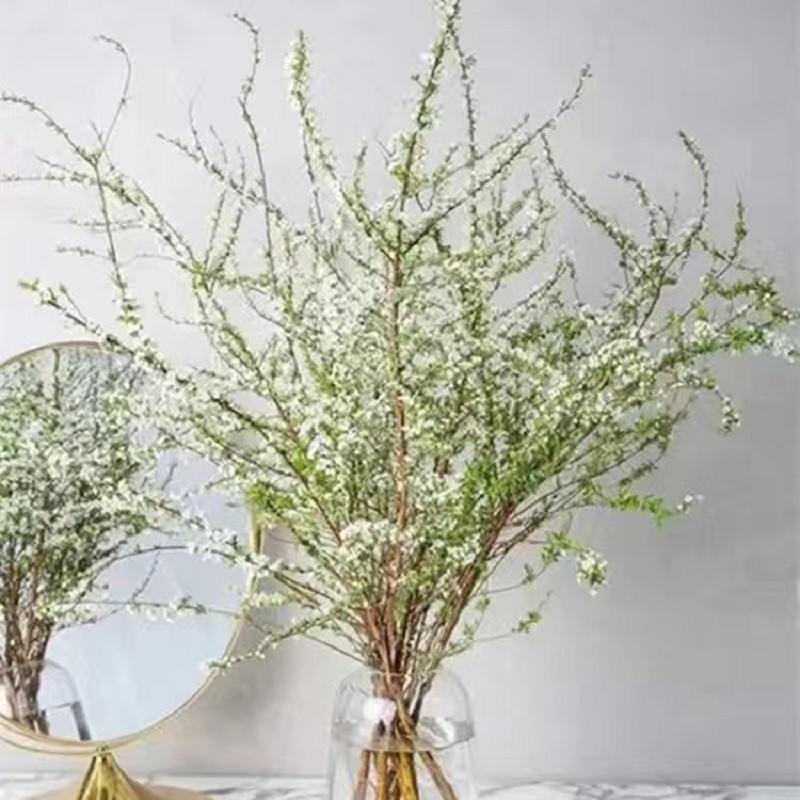 致荟树 雪柳干枝水插花 10支 80cm 9.9元（需用券）