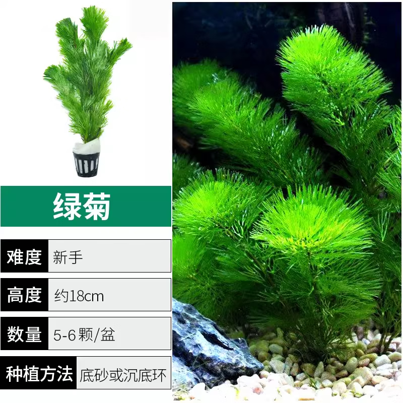 SARYOR 森悠 绿菊水草植物鱼缸造景真草水草缸净化造氧懒人套餐冒泡阴性蜈