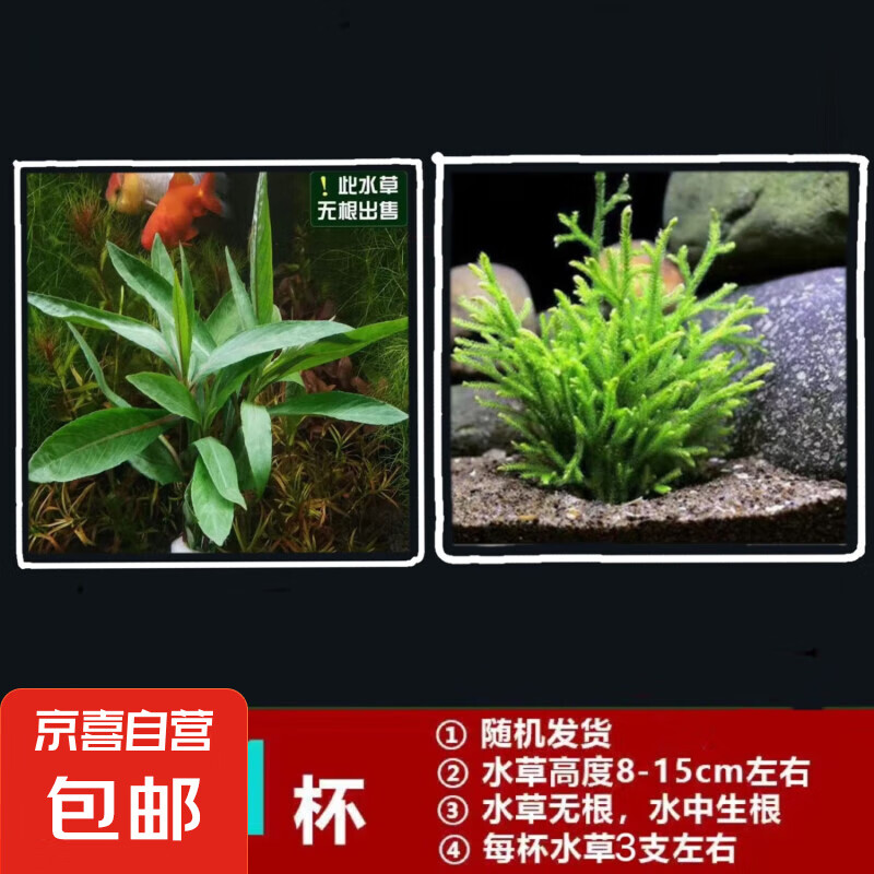 JX 京喜 鱼缸懒人水草植物淡水有茎草缸造景水族箱中后景沉木水草套餐 随