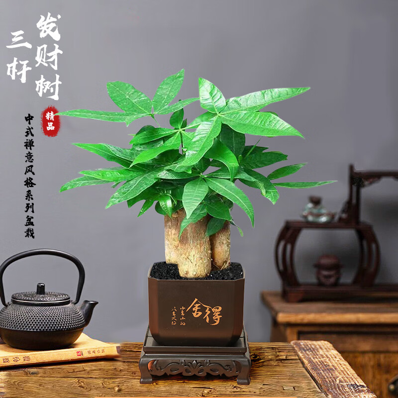 篱趣 古风盆系列 三杆发财树+舍得古风方盆 盆栽 12.9元（需用券）