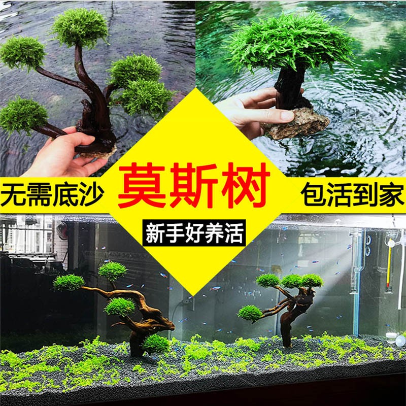 SENYUAN 森渊 莫斯树水草鱼缸造景无土淡水增氧水族箱懒人沉木鱼缸活体淡水