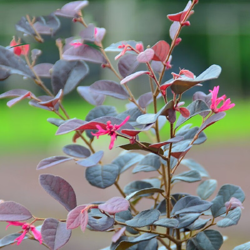 秋忆浓 红花继木苗绿篱庭院绿化植物花卉工程树苗40-50cm高20棵 45元（需用券