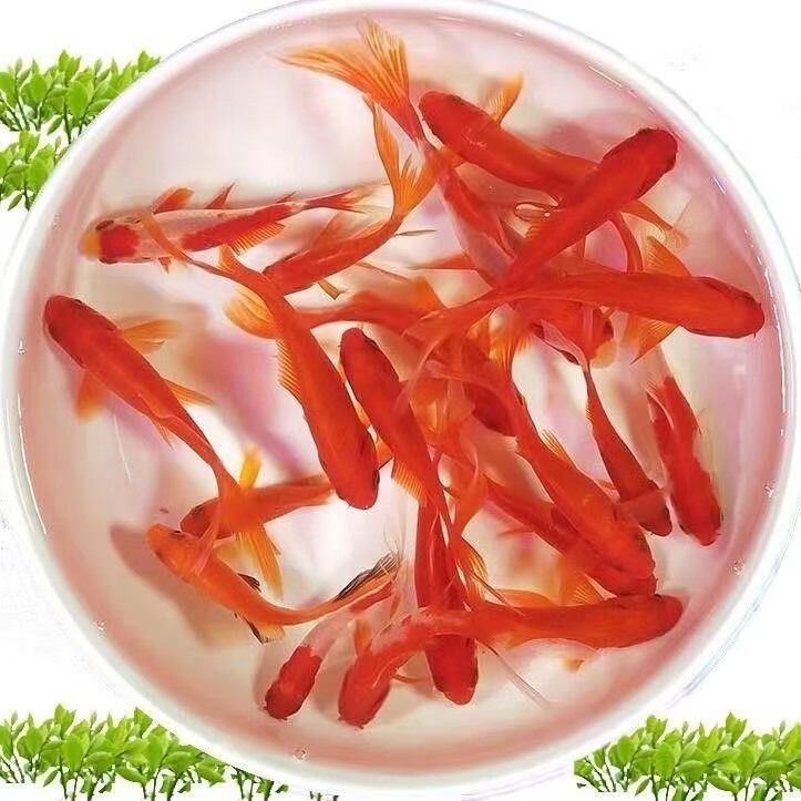 金鱼草 红草金 观赏鱼 5-7cm 小鱼苗 冷水耐活 买10送10（加备损） 5.89元 包邮