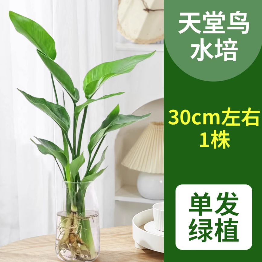 爱你一万年 天堂鸟盆栽花卉 天堂鸟高30-40cm 8.8元（需用券）