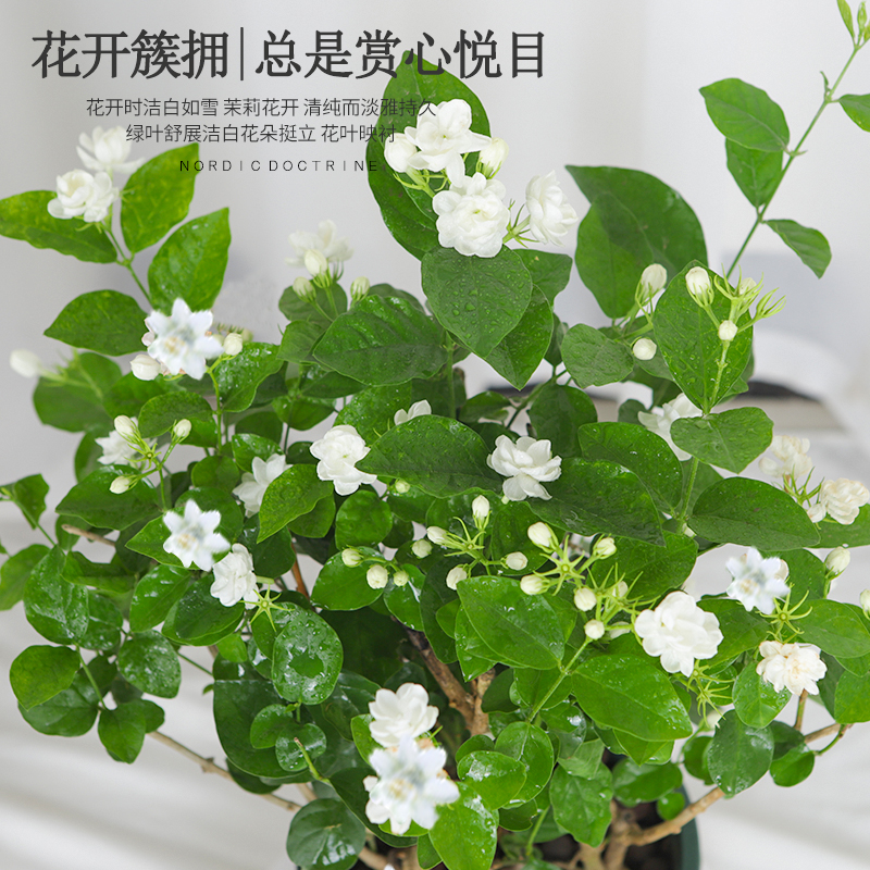 云寒 茉莉花6年苗5棵 4.8元（需用券）