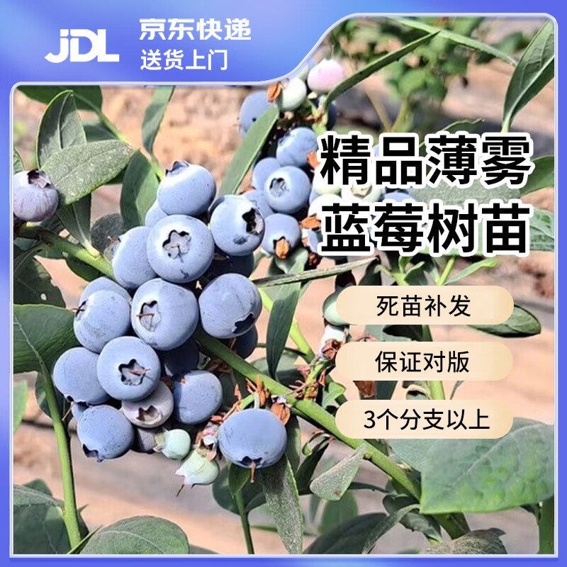 双盟 蓝莓苗 蓝莓树果苗 薄雾蓝莓 高40-60cm 地苗 53.9元（需用券）