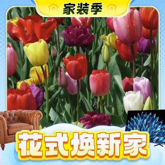 3.8焕新、家装季：亿柏 郁金香种球 随机品种1球+简约小方盆+营养肥 3.02元（