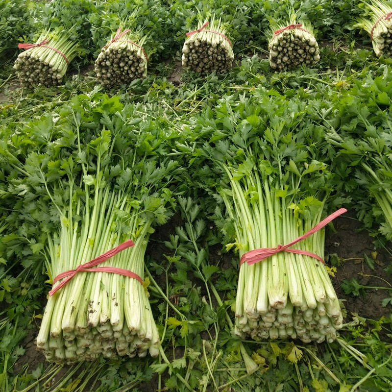 美外 蔬菜种子蔬菜种子香菜小葱黄瓜青菜白菜萝卜菠菜南方生菜种籽种 玻