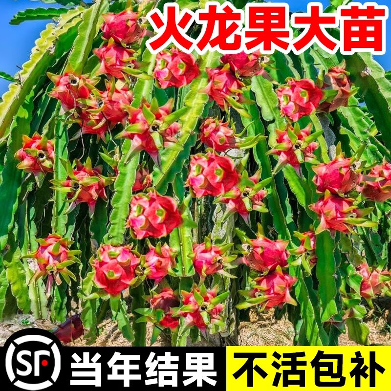 临雅 红心火龙果树果苗盆栽带根树苗 金都一号3棵+桂红龙3棵 50.92元（需买3