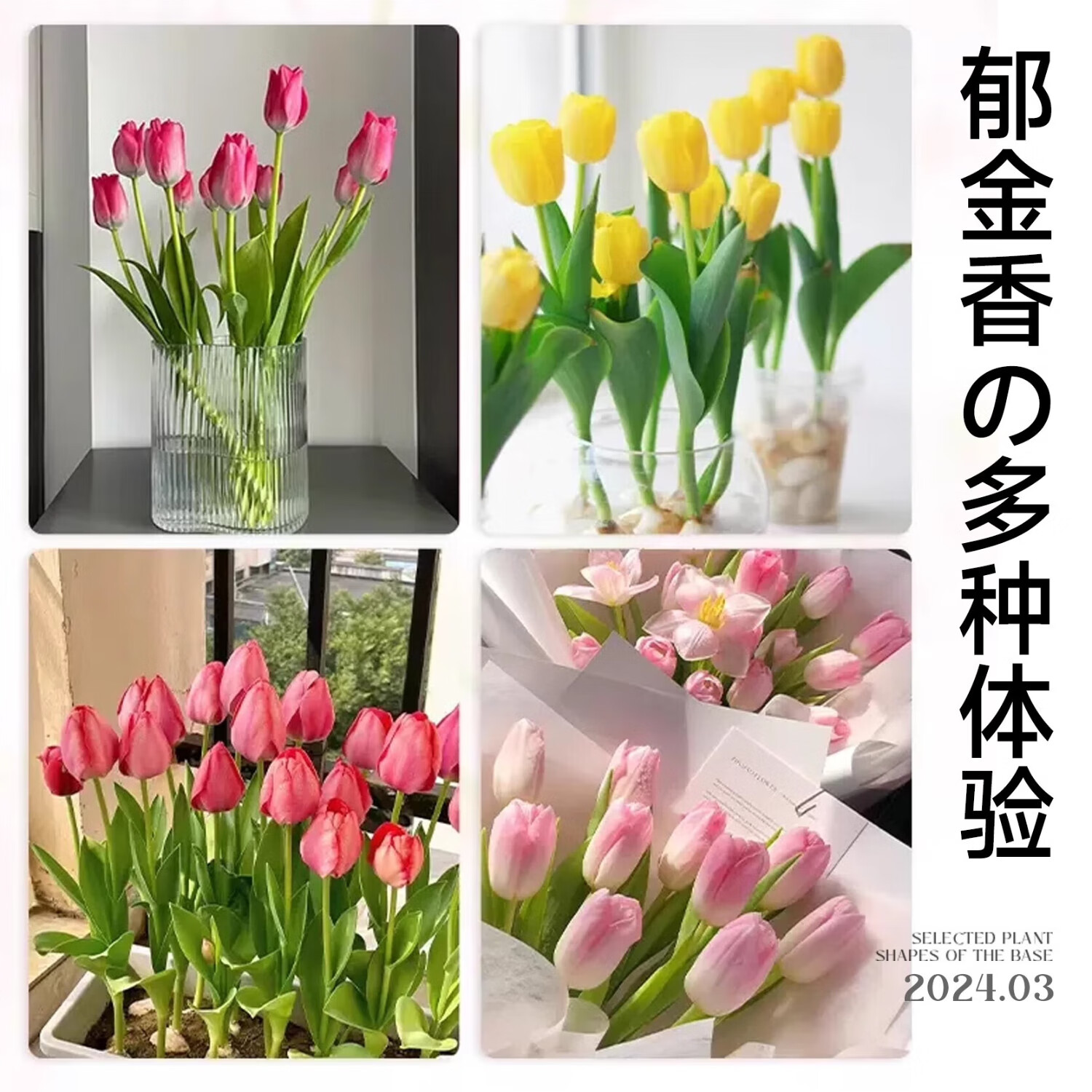 欧悟重瓣带芽水仙花种球盆栽 百合花种球郁金香水养绿植花卉室内盆栽 混