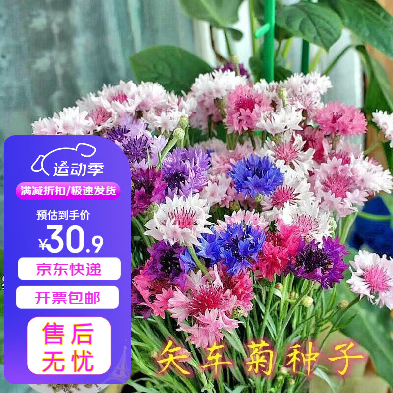 瑞蔬源 矢车菊种子花种子耐寒蓝芙蓉庭院室内外花卉种子/矢车菊0.25kg 26.27