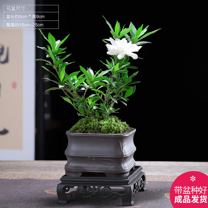 幼薇 小叶栀子花盆栽+节节瓷盆+方形底盘 9.9元（需领券）