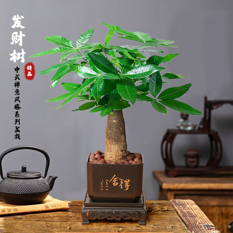 发财树 1棵 2元（需用券）