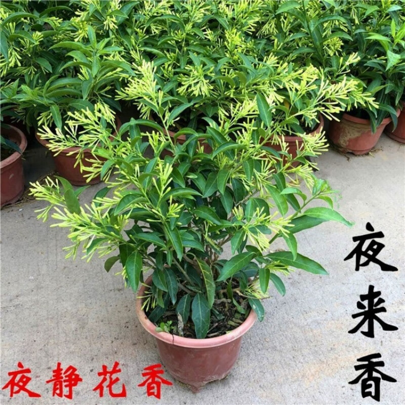 睿格达 浓香夜来香花树苗 热销3年苗+肥料 不含盆 12.9元（需用券）