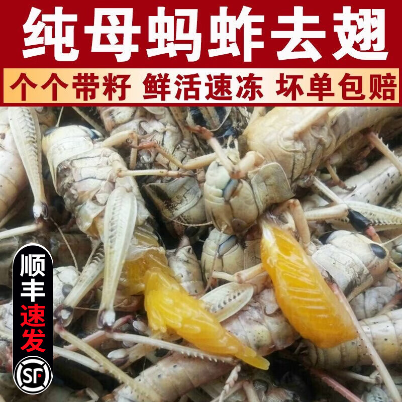 颐乡情 新鲜蚂蚱冷鲜生鲜 速冻蚂蚱母带籽去翅蝗虫烧烤食材去翅 26.47元（