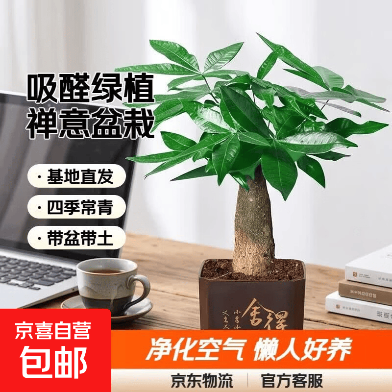 京东 发财树盆栽室内植物客厅吸甲醛好养活净化空气办公室花卉桌面绿植 单杆发财树+塑料四方舍得盆 3.98元 - 86线报