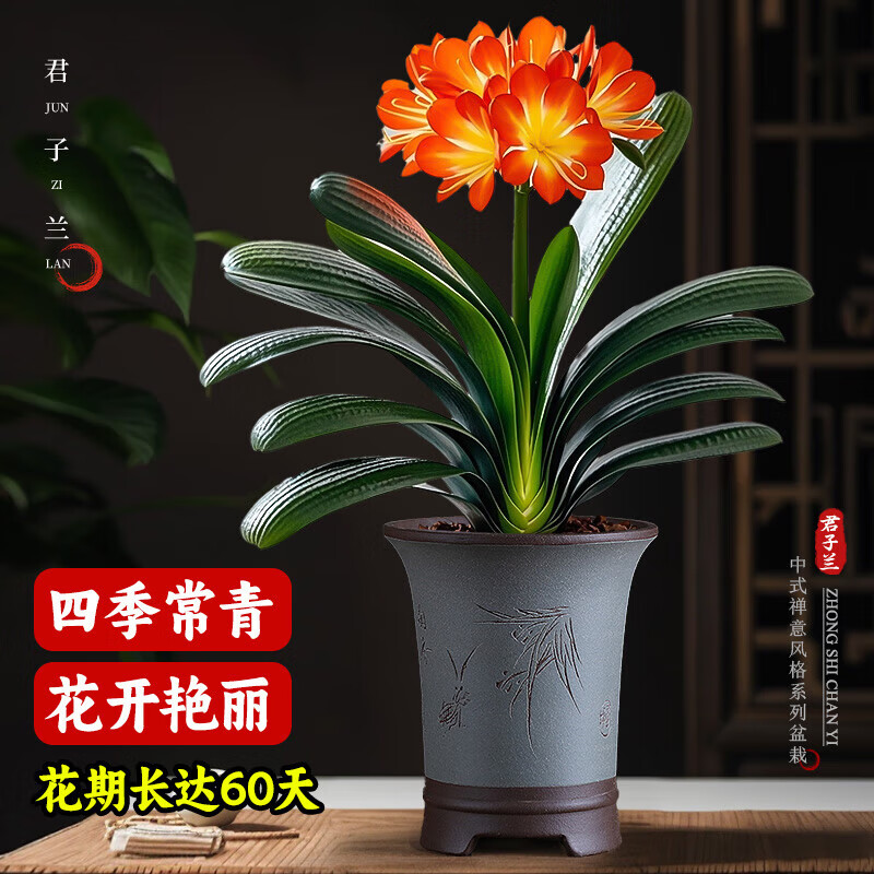 花梦花 君子兰盆栽 名贵国宝级花卉苗 5-8片叶子+土送肥料 0.99元(需用券)