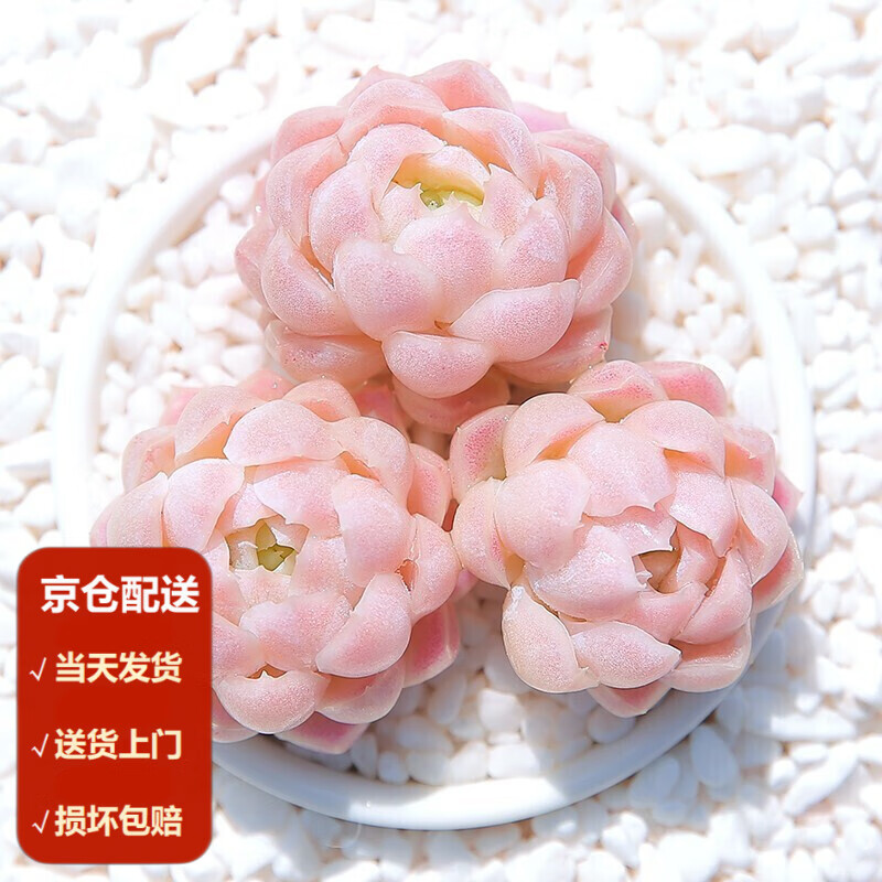 MOYi 墨一 多肉植物带盆组合套装 白月影 塑料盆栽 7.8元