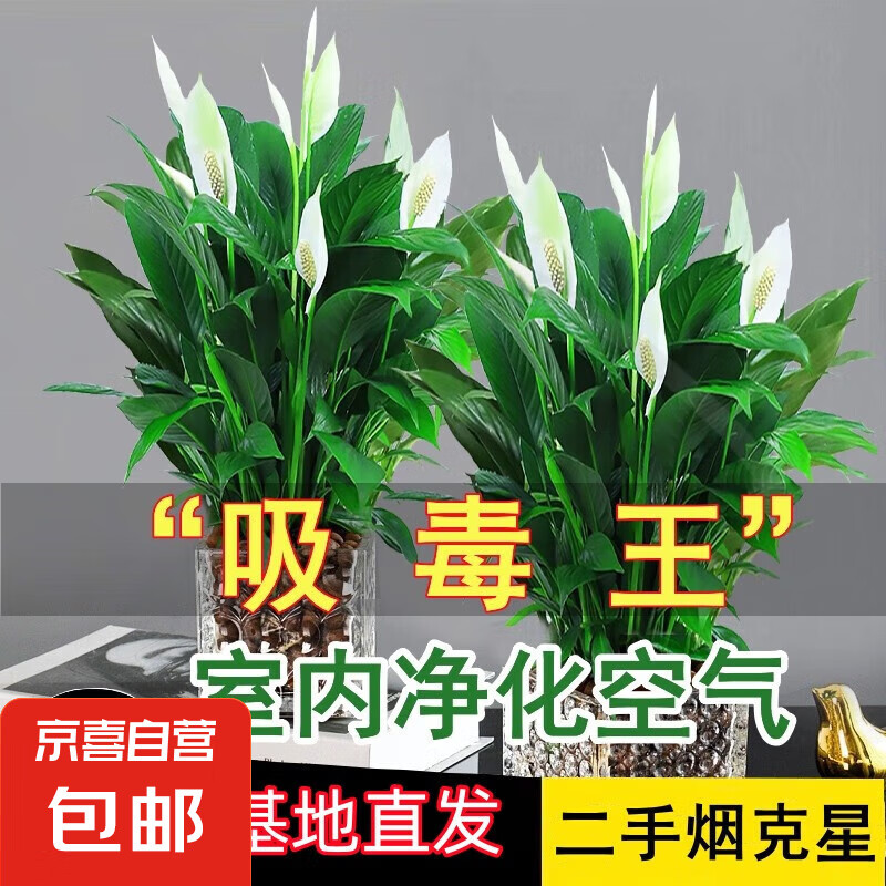 白掌一帆风顺盆栽水培植物室内花绿植红掌发财树吸甲醛 ,特级白掌6-8株带花+早安盆+营养液 9.28元
