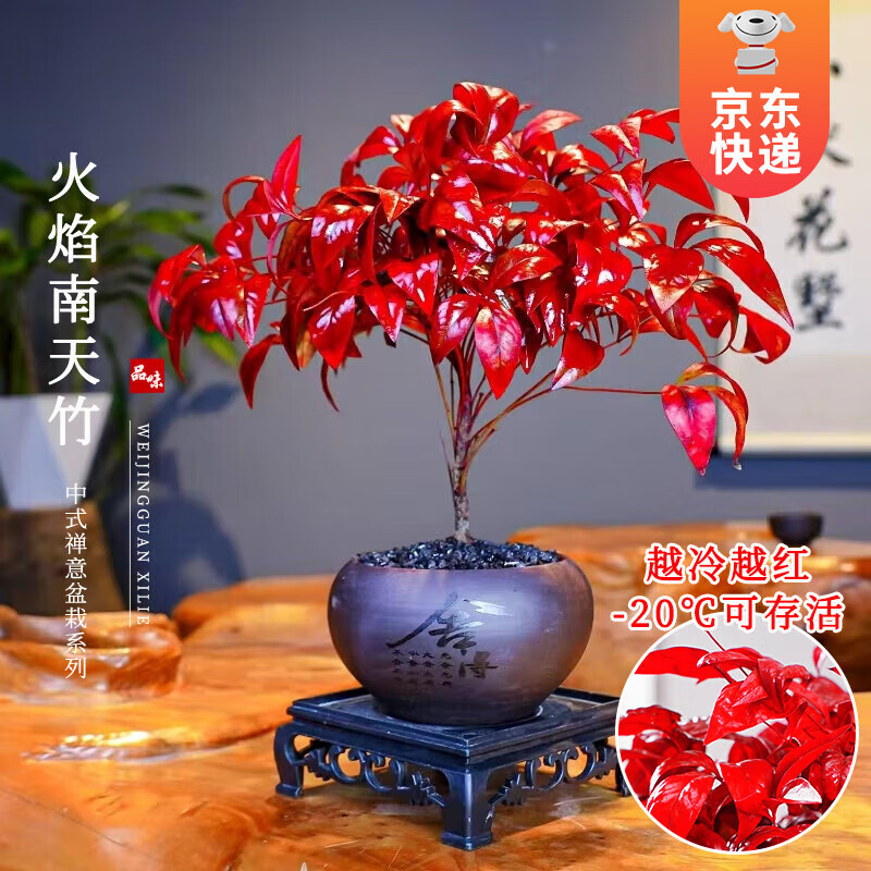 京东百亿补贴:开时果 火焰南天竹盆栽植物 舍得紫砂盆+黑沙+方底托 13.9元